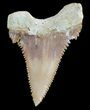 , Heavily Serrated Fossil Shark (Palaeocarcharodon) Tooth #51907-1